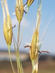 Tristachya biseriata