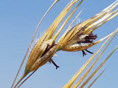 Tristachya biseriata