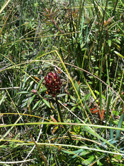 Triantha occidentalis occidentalis