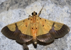 Endocrossis flavibasalis