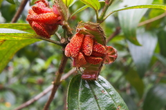 Melastoma sanguineum