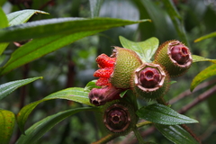 Melastoma sanguineum