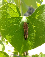 Battus polydamas