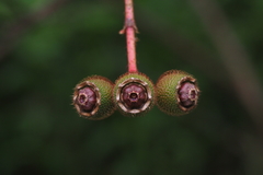 Melastoma sanguineum