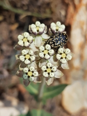 Oxythyrea testaceoguttata