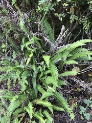 Idaeobatus