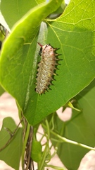 Battus polydamas