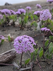 Abronia umbellata breviflora