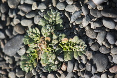 Myosotis brevis