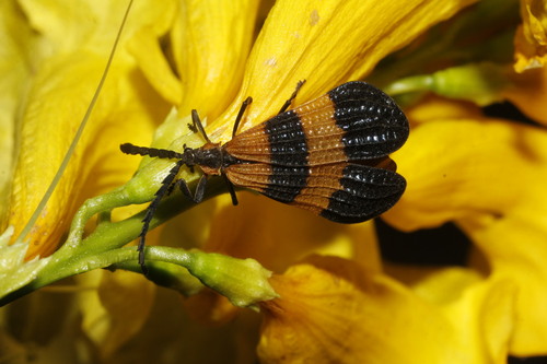 Calopteron bifasciatum · iNaturalist