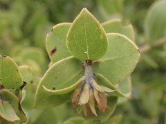 Arctostaphylos pechoensis