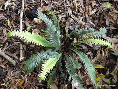 Blechnum norfolkianum
