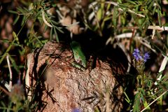 Hyla wrightorum