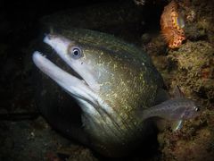 Highfin Moray photo 3