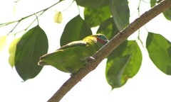 Cyclopsitta diophthalma