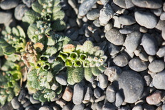 Myosotis brevis