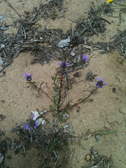 Monardella sinuata nigrescens