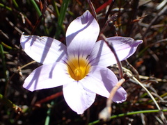 Romulea atrandra esterhuyseniae