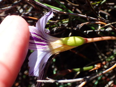Romulea atrandra esterhuyseniae