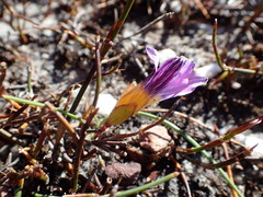 Romulea atrandra esterhuyseniae