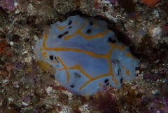 Halgerda dichromis