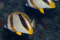 Chaetodon marleyi