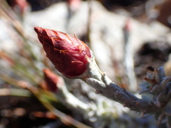Syncarpha canescens tricolor