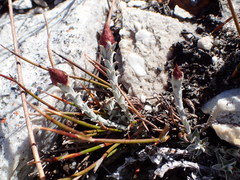 Syncarpha canescens tricolor