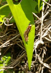 Battus polydamas