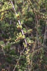 Ceanothus cuneatus ramulosus