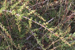 Ceanothus cuneatus ramulosus