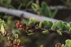 Ceanothus cuneatus ramulosus