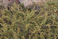 Ceanothus cuneatus ramulosus
