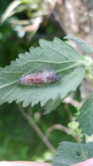 Lepidoptera