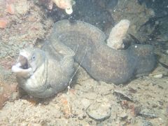 Gymnothorax pseudothyrsoideus