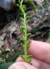 Microtis oblonga