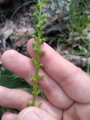 Microtis oblonga