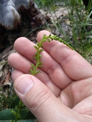 Microtis oblonga