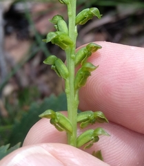 Microtis oblonga