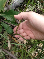 Microtis oblonga