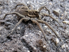 Tasmanicosa gilberta
