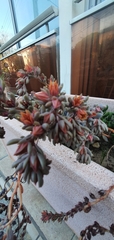 Sedeae