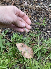 Eragrostis interrupta