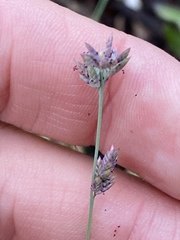 Eragrostis interrupta