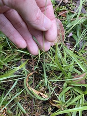 Eragrostis interrupta
