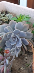 Sedeae