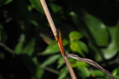 Libellulidae