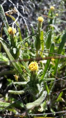 Podotheca angustifolia