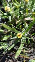 Podotheca angustifolia