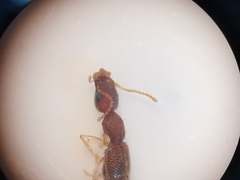 Astenus immaculatus